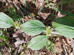 Spermacoce latifolia
