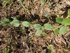 Spermacoce latifolia