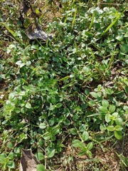 Spermacoce latifolia