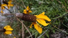 Ratibida coahuilensis