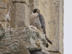 Falco peregrinus peregrinus