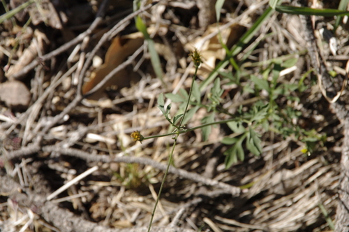 Image of Bidens leptocephala by (c) Eric Knight, some rights reserved (CC BY)