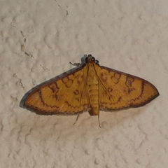 Prenesta scyllalis
