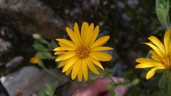 Heterotheca mucronata