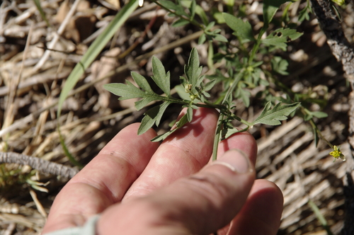 Image of Bidens leptocephala by (c) Eric Knight, some rights reserved (CC BY)