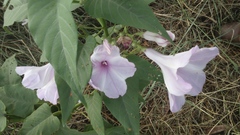 Ipomoea carnea fistulosa