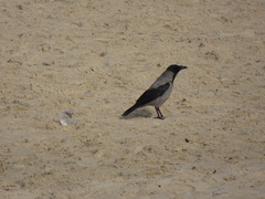 Corvus cornix