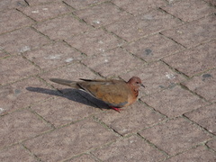 Streptopelia senegalensis