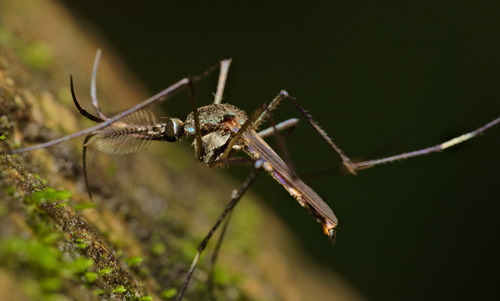 How to identify Toxorhynchites splendens (Wiedemann, 1819)