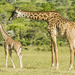 Maasai Giraffe - Photo (c) Ad Konings, some rights reserved (CC BY-NC), uploaded by Ad Konings
