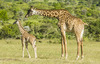 East African Giraffe - Photo (c) Ad Konings, some rights reserved (CC BY-NC), uploaded by Ad Konings
