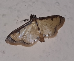 Eulepte alialis