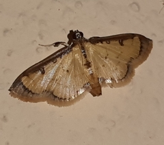 Eulepte alialis