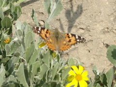Vanessa cardui