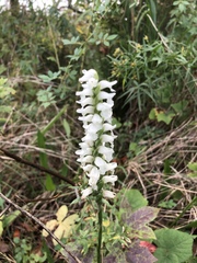 Spiranthes bightensis