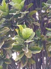 Ficus lyrata