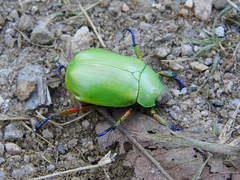 Chrysina macropus
