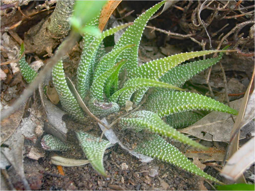 Tulista minor (Aiton) Gideon F.Sm. & Molteno