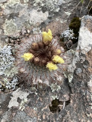 Parodia scopa