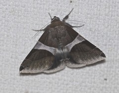 Dysgonia constricta