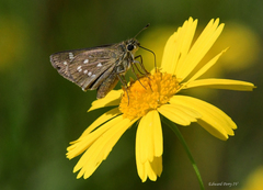 Hesperia attalus slossonae