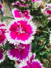 Dianthus chinensis × barbatus