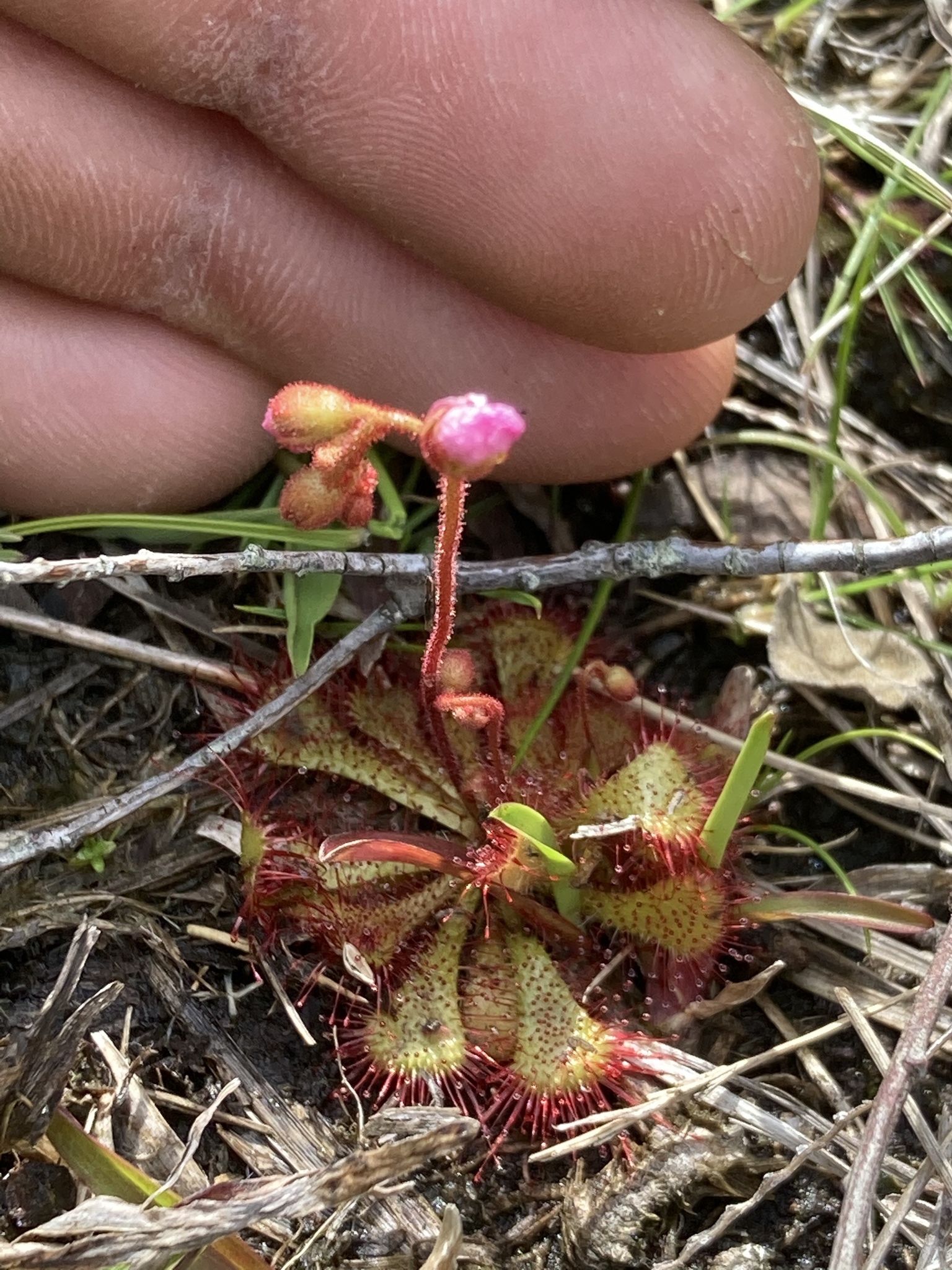 Drosera brevifolia Pursh 2