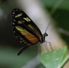 Dismorphia theucharila