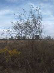 Prosopis flexuosa