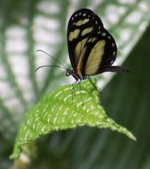 Dismorphia theucharila