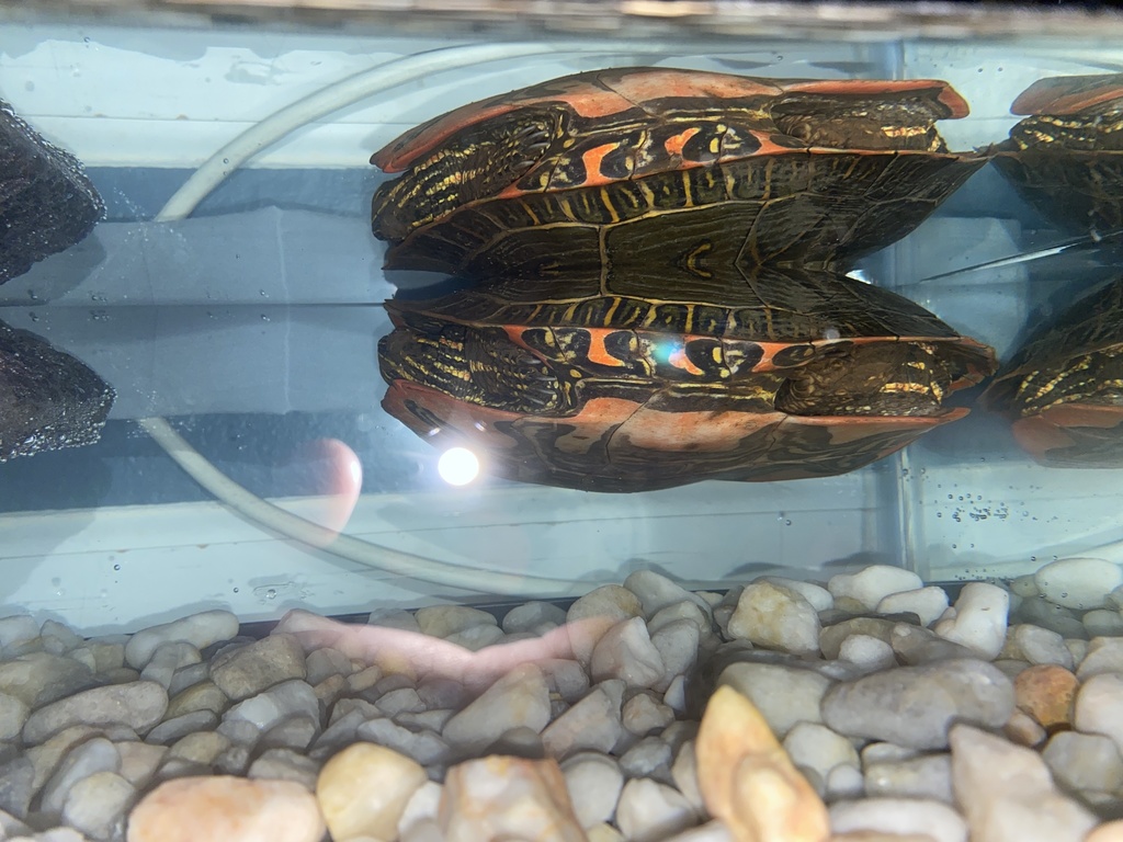 Painted Turtle from NE 22nd St, Vancouver, WA, US on October 27, 2020