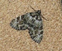 Heterochasta lasioplaca