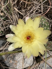 Parodia concinna