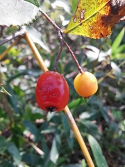 Photinia parvifolia
