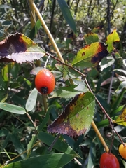 Photinia parvifolia