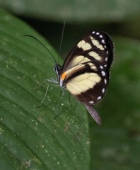 Dismorphia theucharila