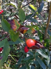 Photinia parvifolia