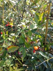 Photinia parvifolia