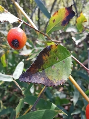 Photinia parvifolia