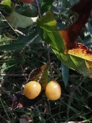 Photinia parvifolia