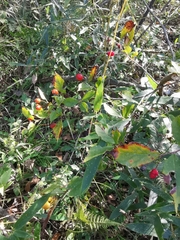 Photinia parvifolia