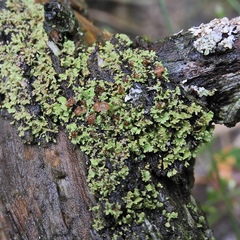 Cladonia caespiticia