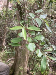 Sebastiania commersoniana