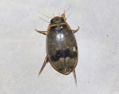 Thermonectus nigrofasciatus