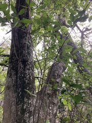 Sebastiania commersoniana