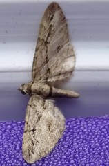 Eupithecia phoeniceata