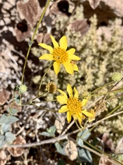 Bahiopsis reticulata