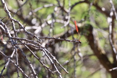 Fouquieria macdougalii