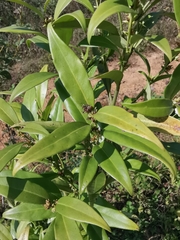 Sarcococca hookeriana