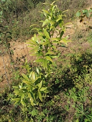 Sarcococca hookeriana